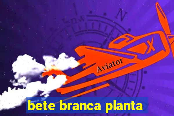 bete branca planta